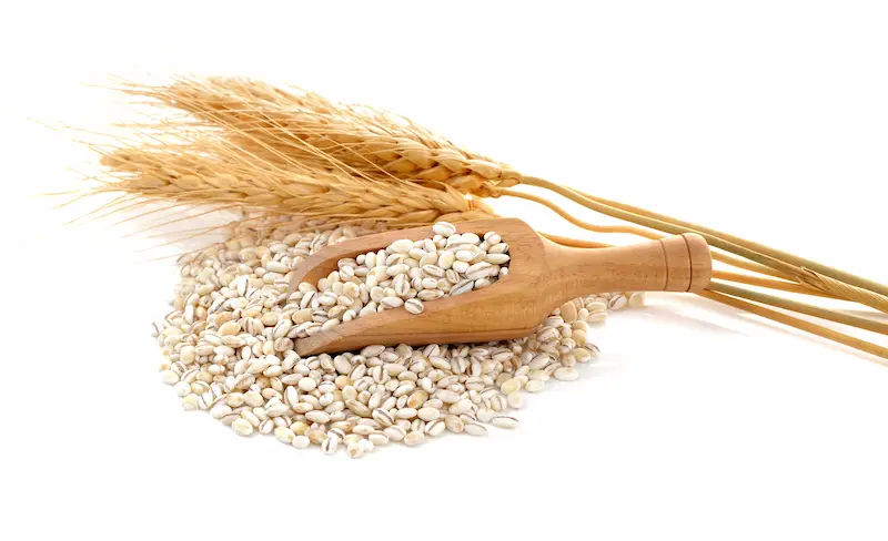 Barley Benefits in Ayurveda Uses, Nutrition & Effects